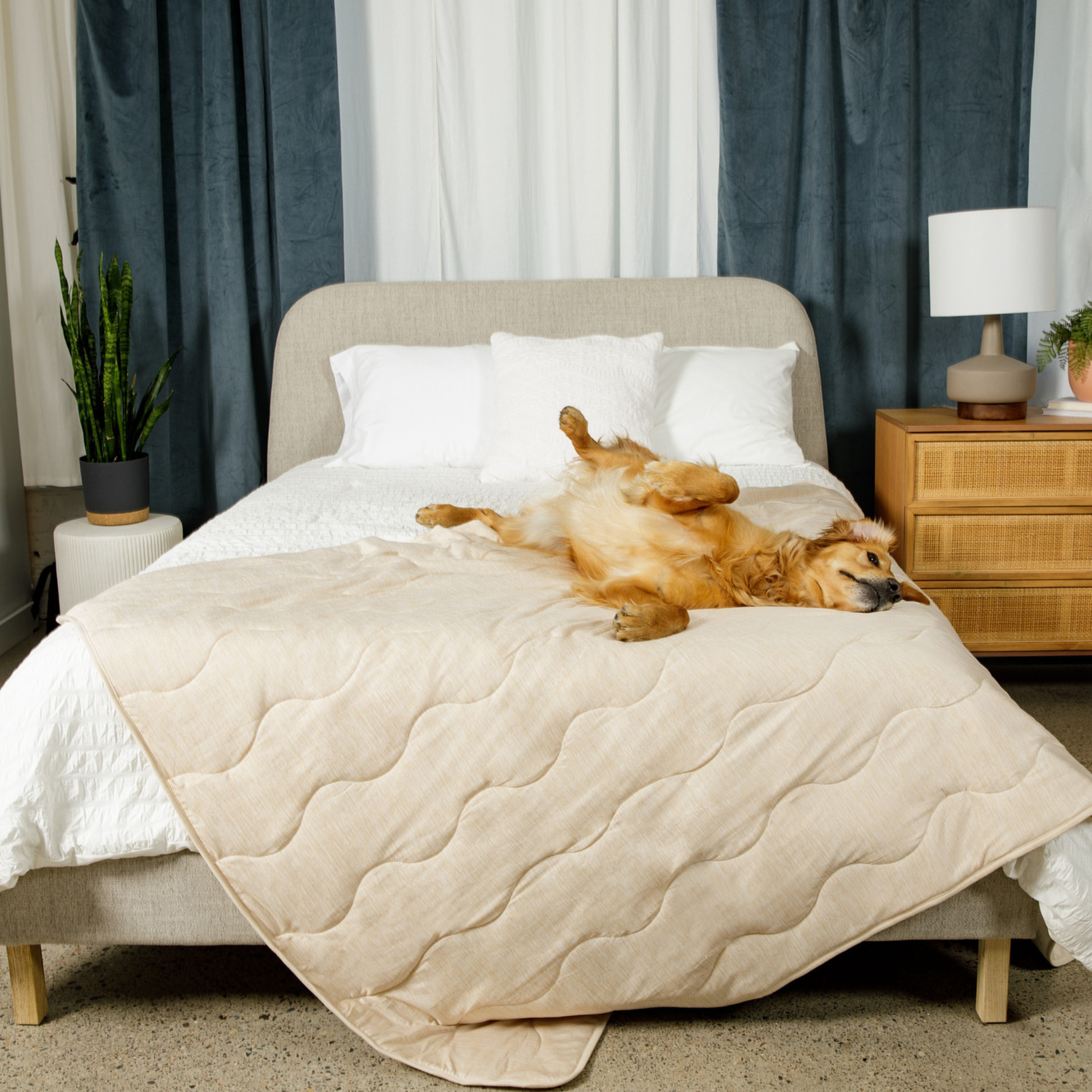 Dog lying on a bed with a beige quilt in a bedroom setting