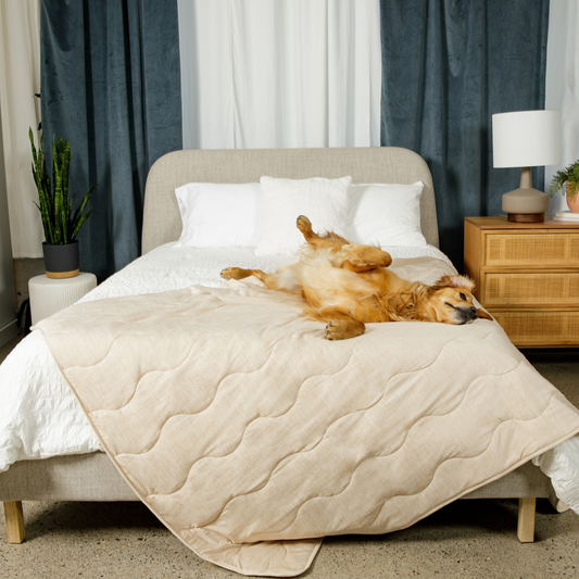 Dog lying on a bed with a beige quilt in a bedroom setting