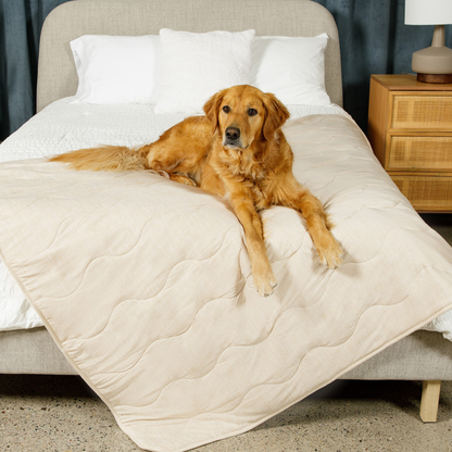 Dog lying on a beige quilted pet bed in a bedroom setting.