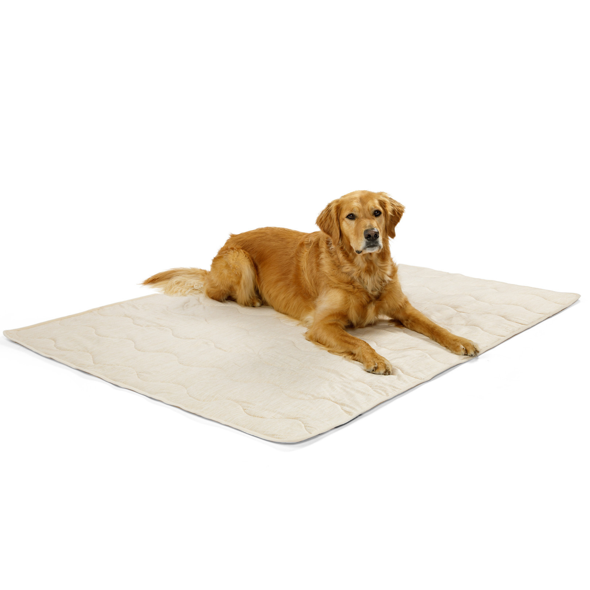 Dog lying on a beige heating pad with a white background