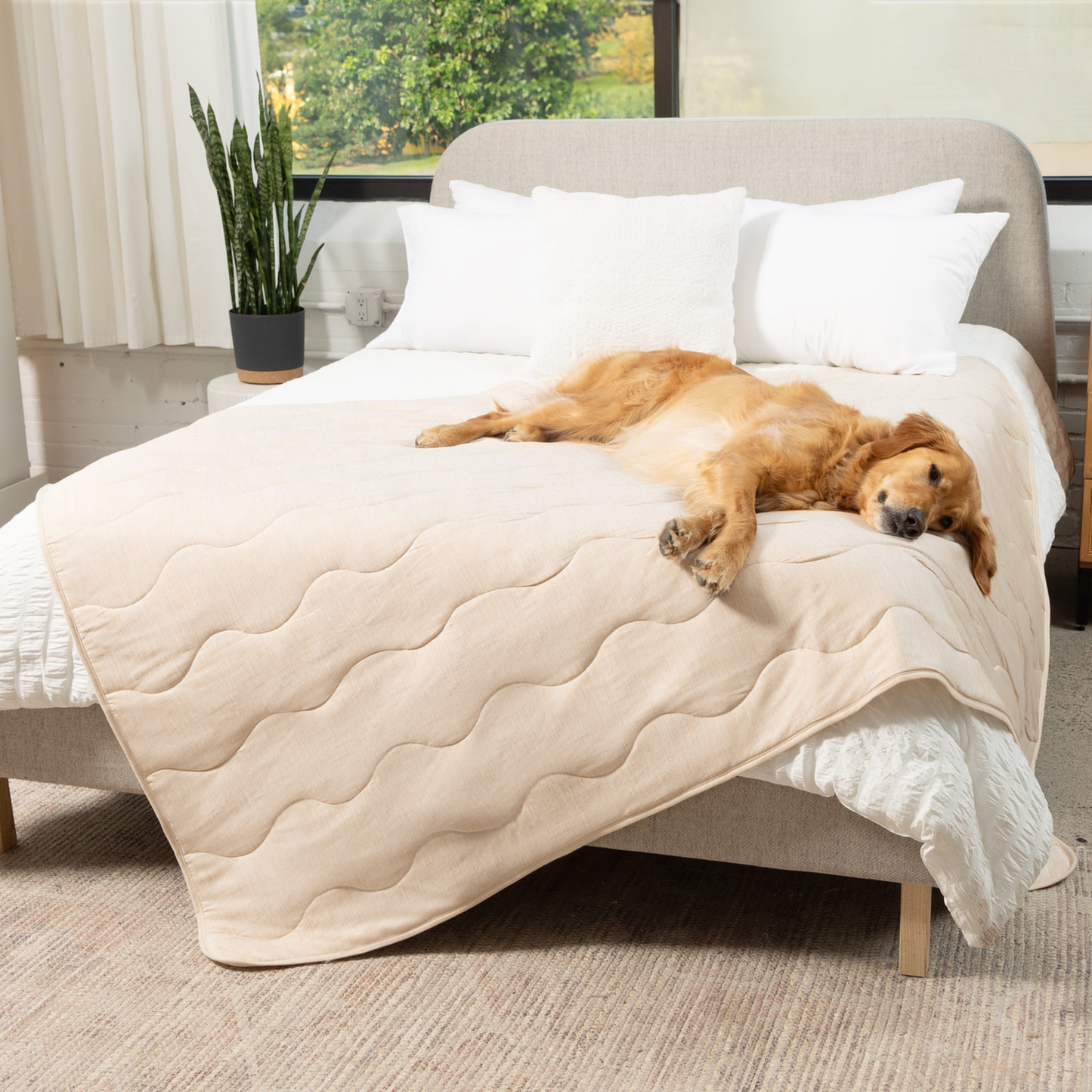 Dog lying on a bed with a beige quilt in a cozy bedroom setting