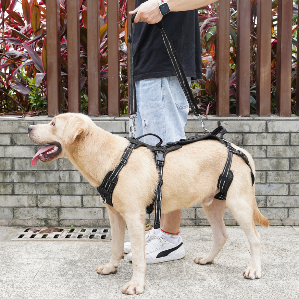 Mobility Dog Lift Harness to Help Your Dog Up | IloveLeia