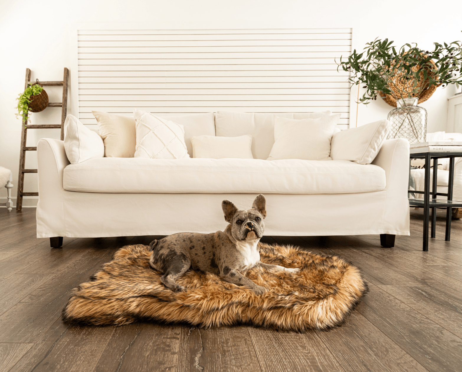 Dog lying on a fur rug in a living room with a white sofa and plants.