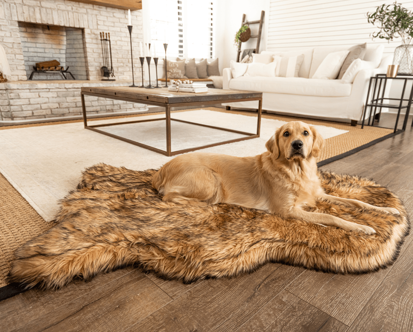 Dog lying on a fluffy rug in a cozy living room.