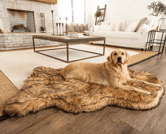 Dog lying on a fluffy rug in a cozy living room.