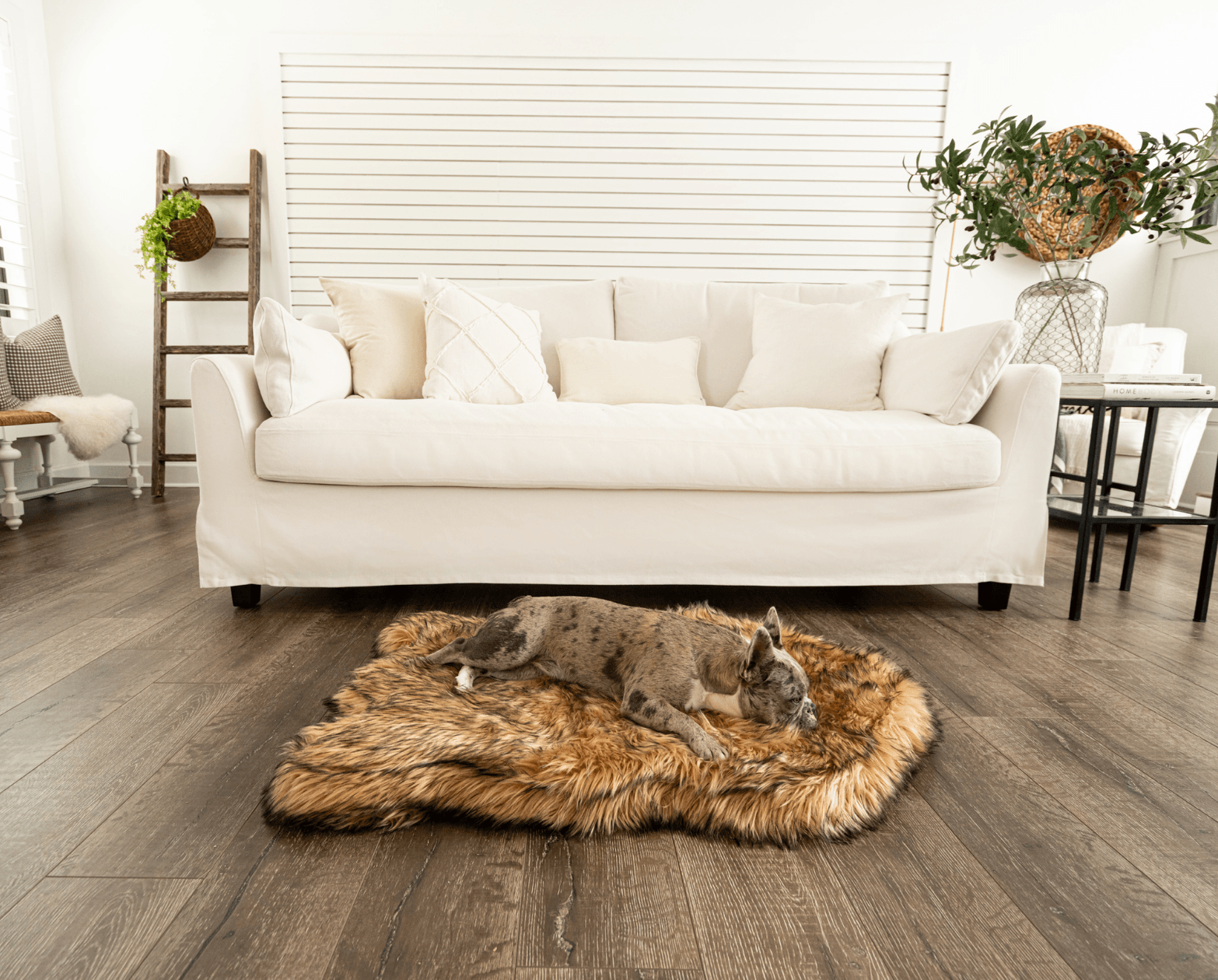 Dog lying on a fluffy rug in a living room with a white sofa and wooden floor.