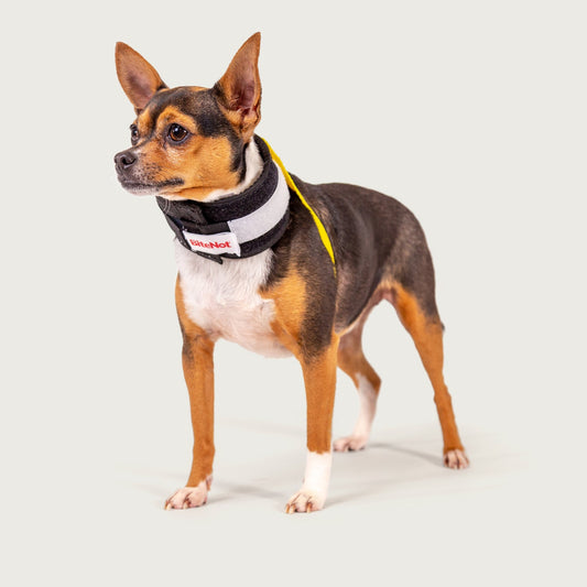 A small black, white, and tan dog stands on a light gray studio background wearing a black and white harness with a yellow strap and a visible 'Buckle' brand patch.
