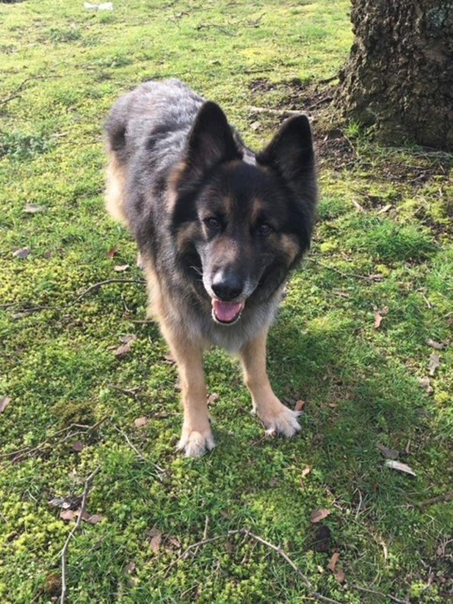 Senior Male German Shepherd 