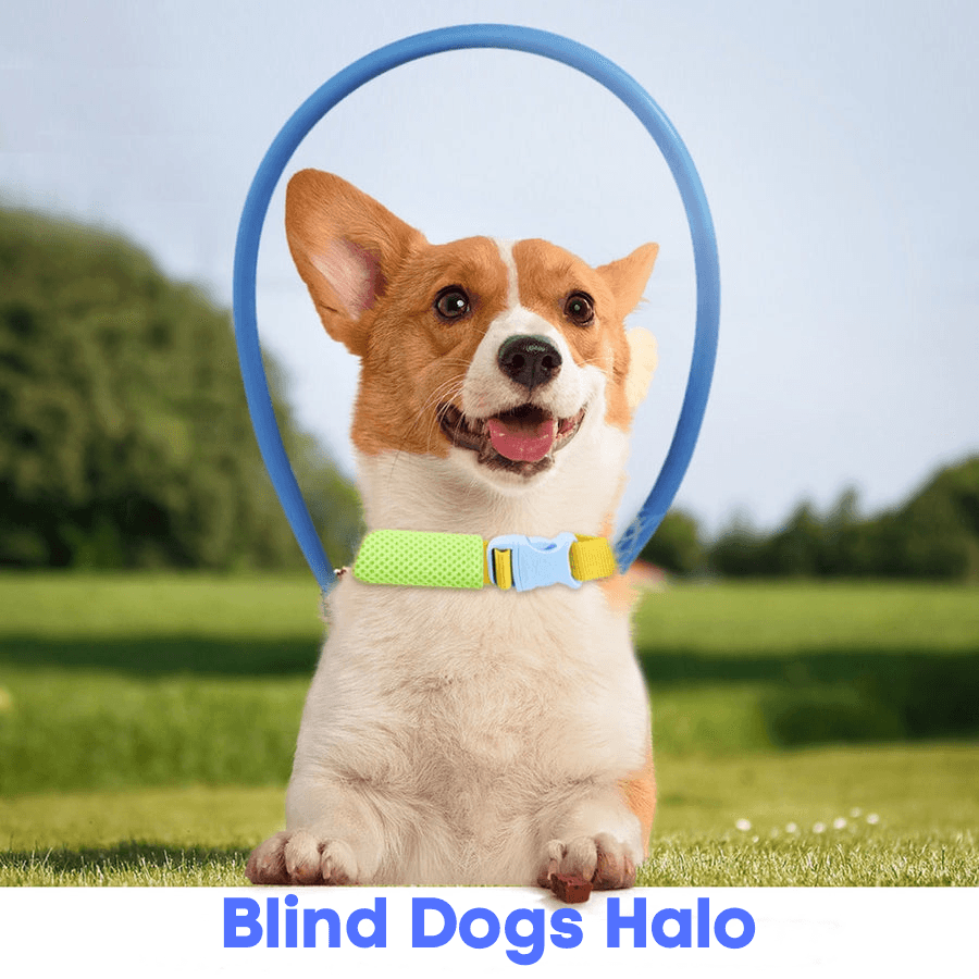 Corgi dog wearing a halo for blind dogs