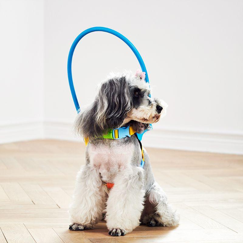 Poodle wearing a blind dogs halo