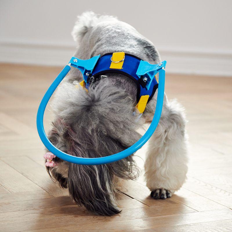 Poodle dog wearing a blind dogs halo