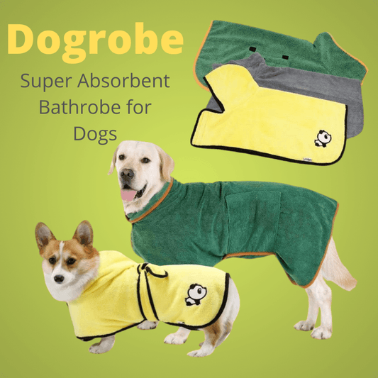 Labrador wearing a green dog bathrobe and Corgi wearing a yellow dog bathrobe
