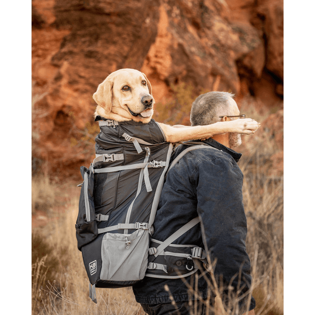 Labrador dog carried in a backpack