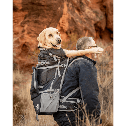 Labrador dog carried in a backpack