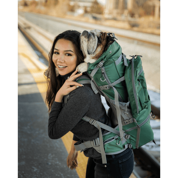 Bulldog carried by girl in a backpack