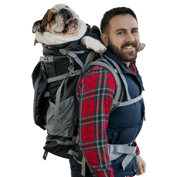 Bulldog carried by a man in a backpack