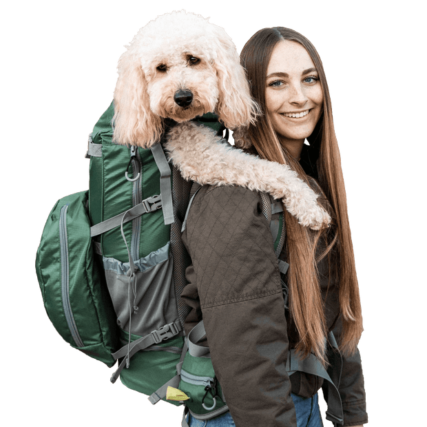 Labradoodle carried in backpack by a girl