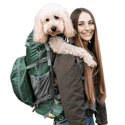 Labradoodle carried in backpack by a girl