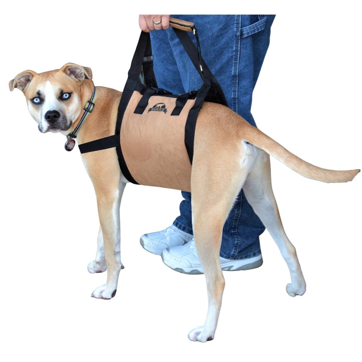 Dog wearing Dog Lift support sling for large dogs