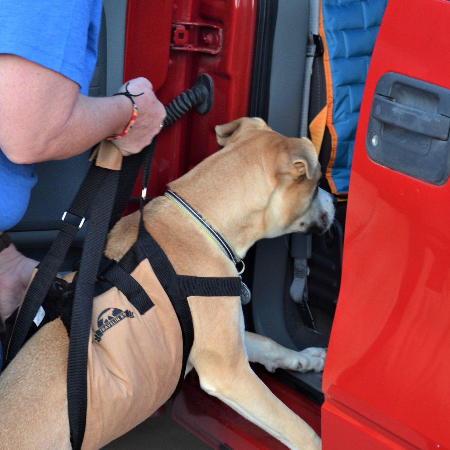 Dog being lifted into car wearing Dog Lift support sling for large dogs