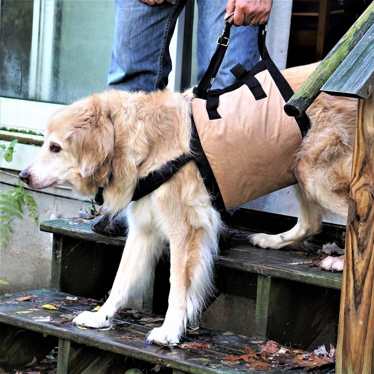 Senior Golden Retriever wearing a Dog Lift support sling for large dogs