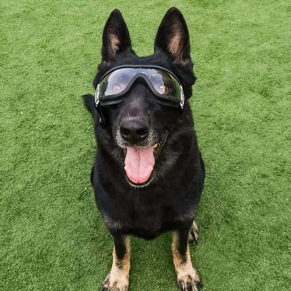 German Shepherd wearing dog protection goggles