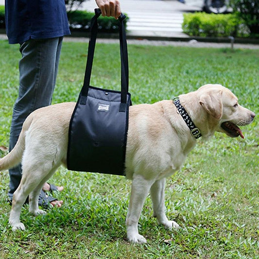 Labrador wearing a support sling around the waist