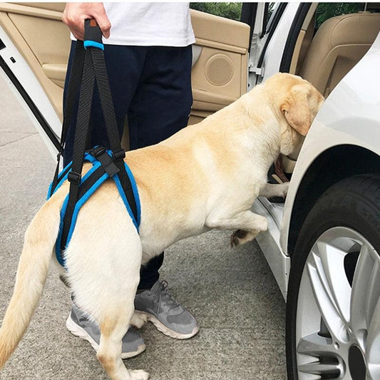 Labrador getting helped in the car with the support of a harness around the hind legs