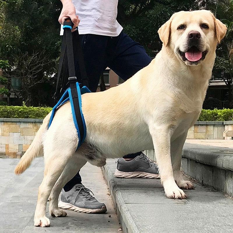 Dog Sling For Back Legs - iloveleia.com