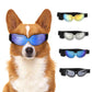 Corgi dog wearing protective sunglasses