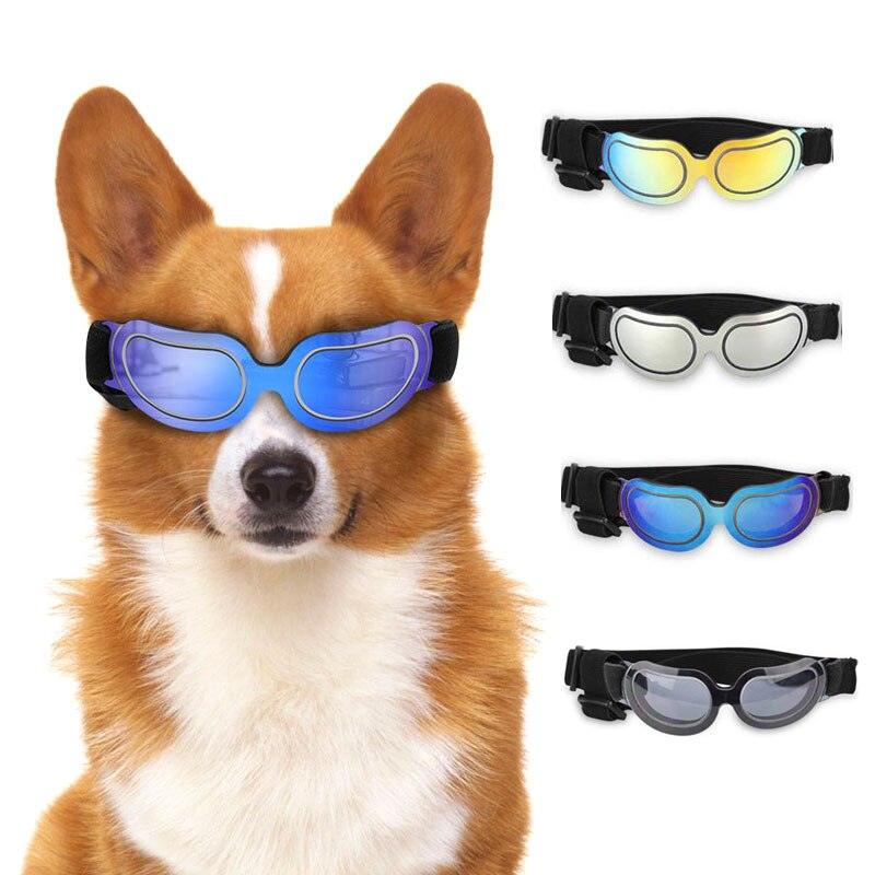 Corgi dog wearing protective sunglasses