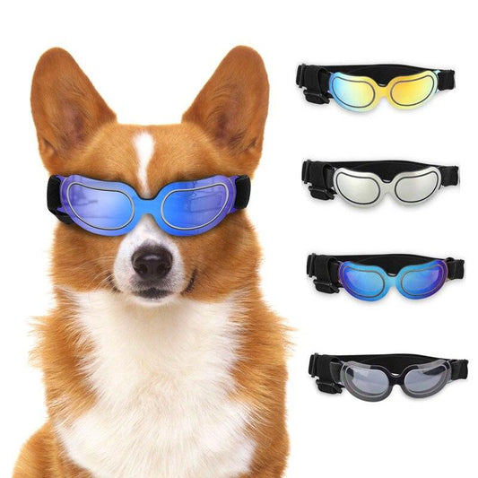 Corgi dog wearing protective sunglasses