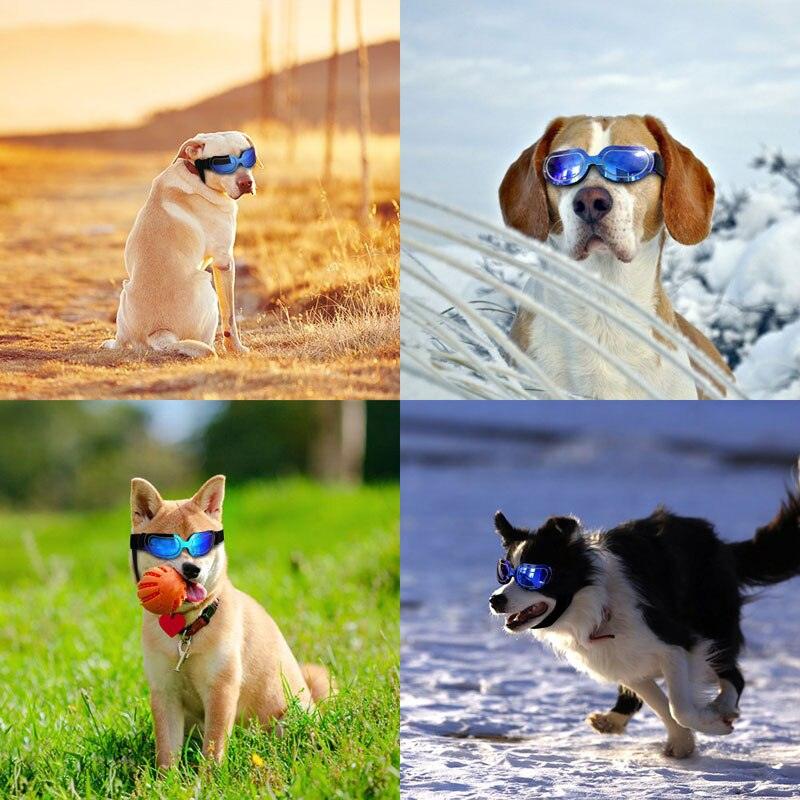 Dogs wearing uv protective sunglasses
