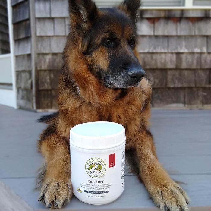 Senior German Shepherd Dog with Wholistic Pet Organics Dog Supplement for Arthritis 