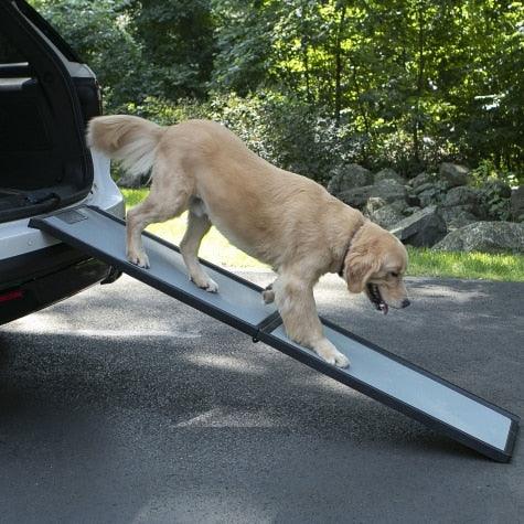 Golden Retriever walking down car ramp