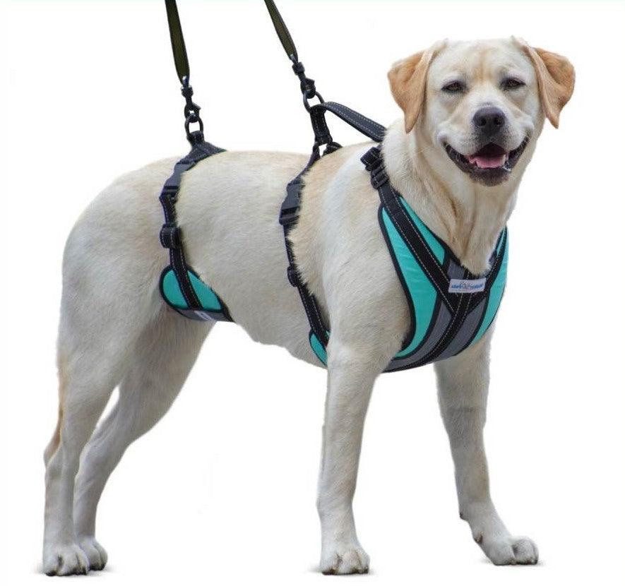 Lab wearing a full body support dog harness