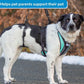 Black and White Dog wearing a full body support dog harness