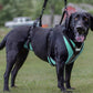 Large Black Dog strapped in a full body support harness