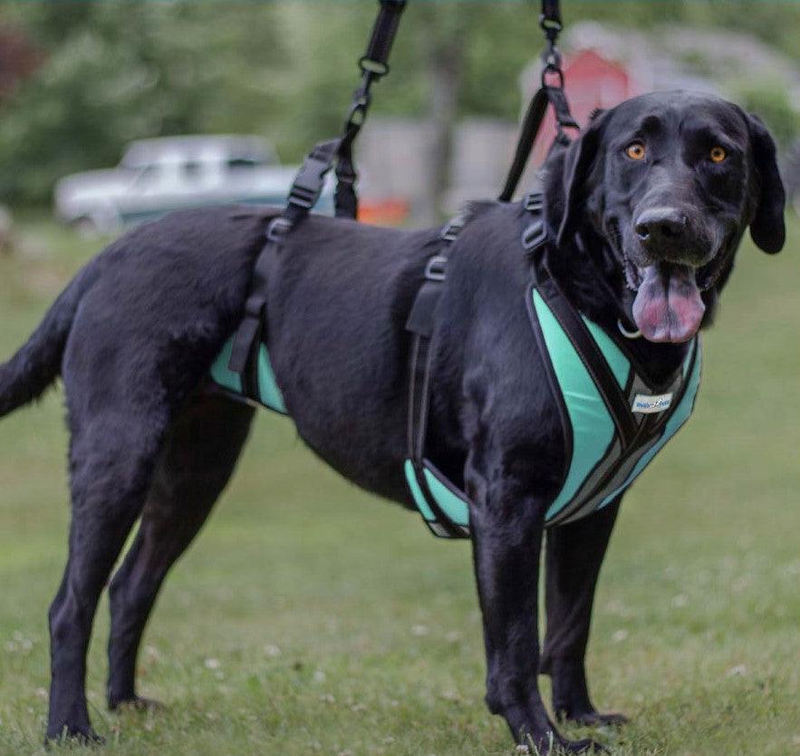 Large Black Dog strapped in a full body support harness