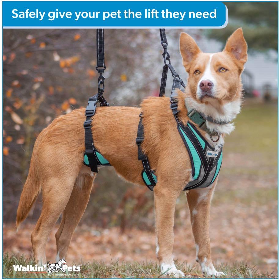 Medium size dog wearing a full body support harness