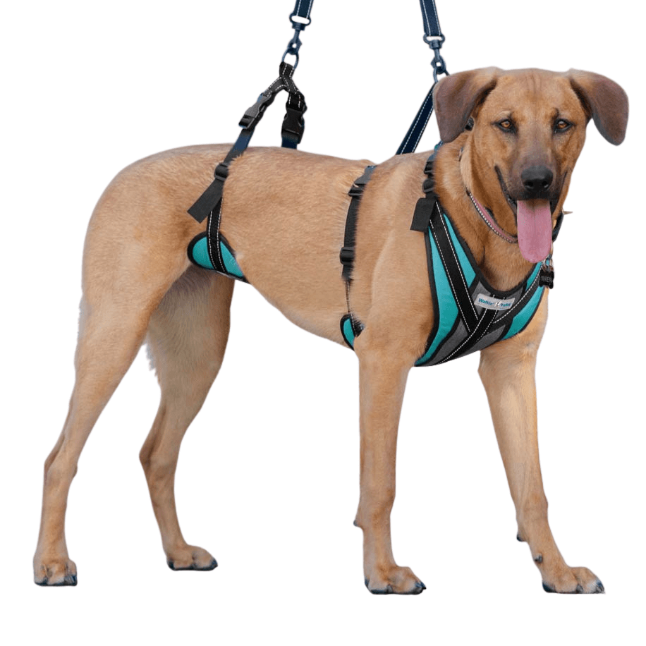 Full Body Support Dog Harness - iloveleia.com