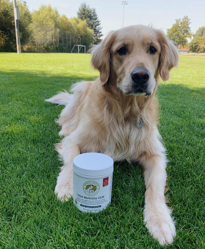 Golden Retriever with Wholistic Pet Organics Joint Mobility with Glucosamine and Green Lipped Mussel supplement for dogs 1 lb container