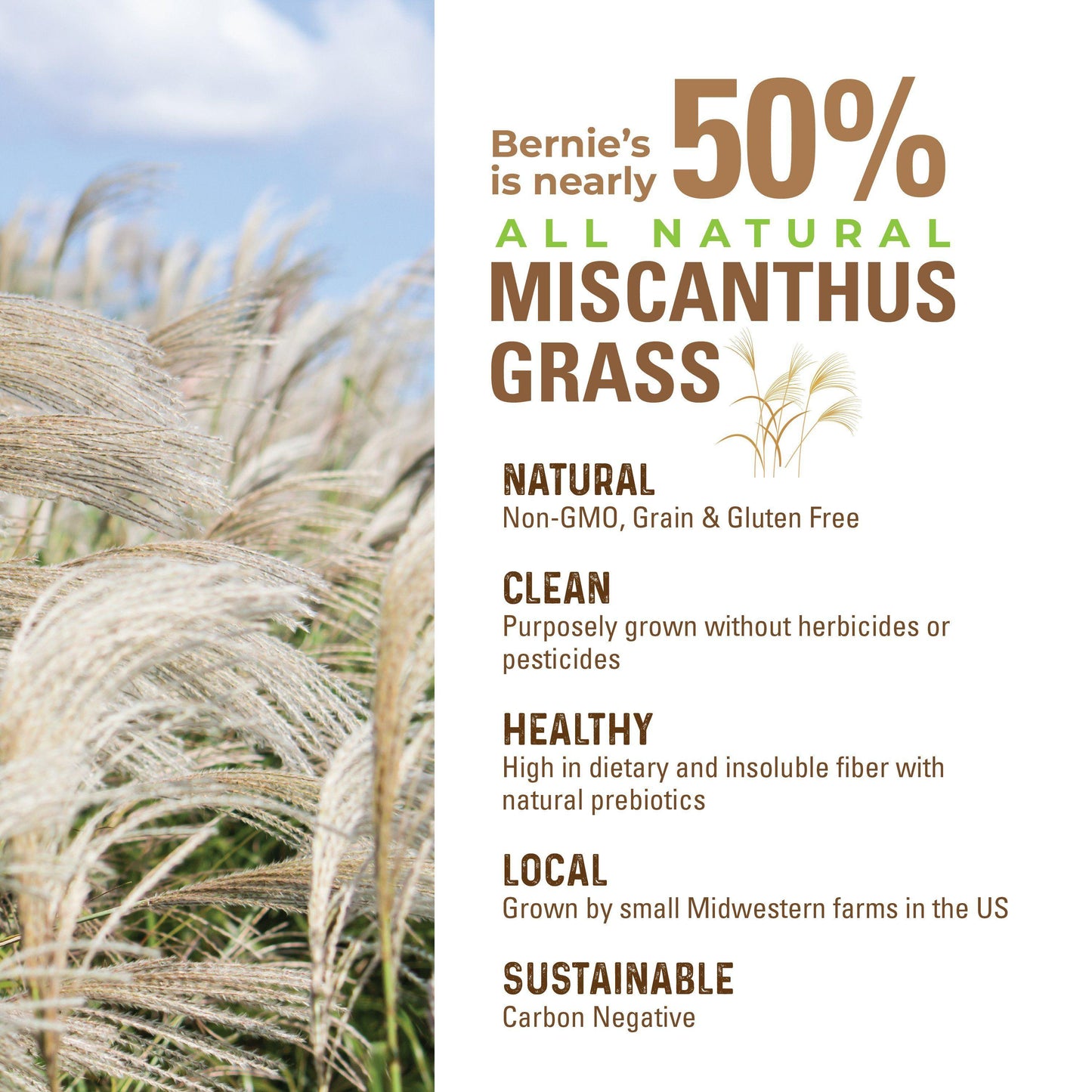 Miscanthus Grass