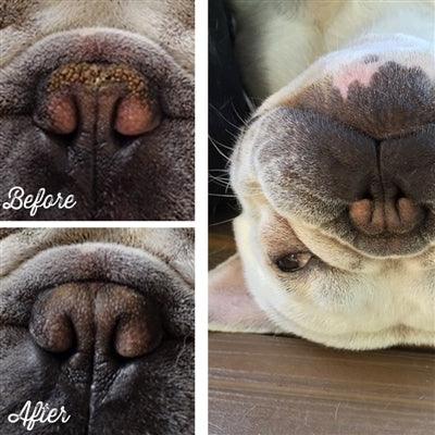 French Bulldog's snout before and after using the nose balm