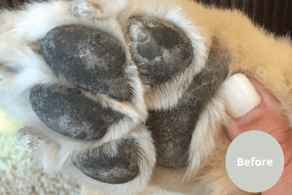 Dog's paw before using Natural Dog Company Paw Wax