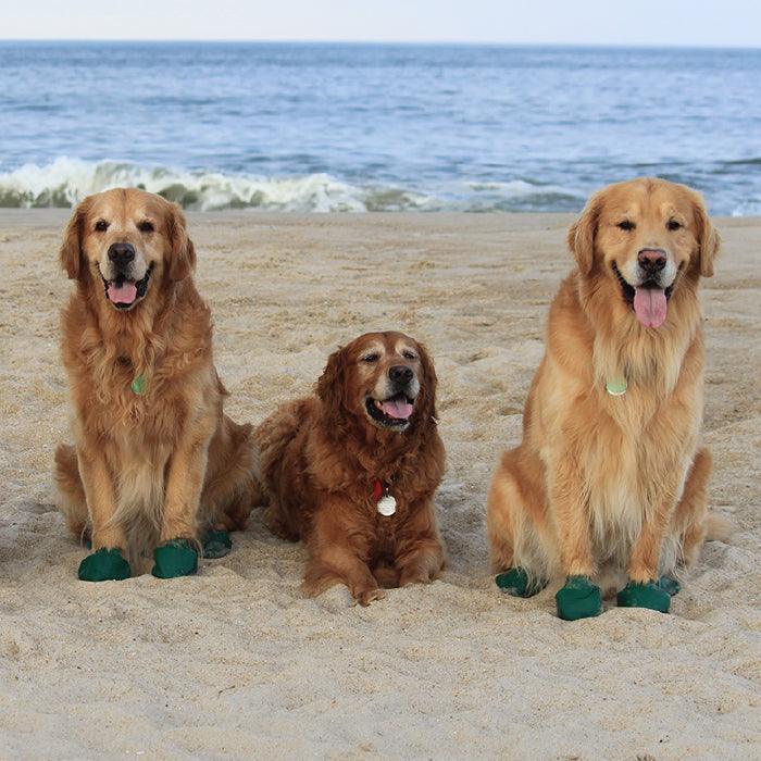 Three golden retriever dogs on the beach wearing pawz extra large dog boots
