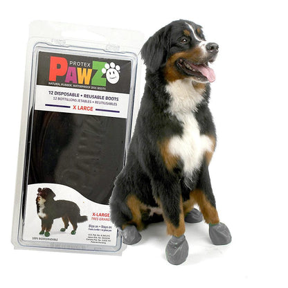 Bernese Mountain Dog wearing pawz extra large dog boots in black