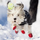 Dog wearing Pawz small size dog boots in red