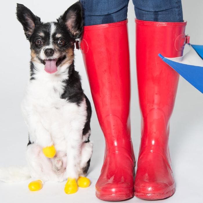 Dog wearing Pawz Extra Extra Small Dog boots in yellow sitting next to a person wearing red boots