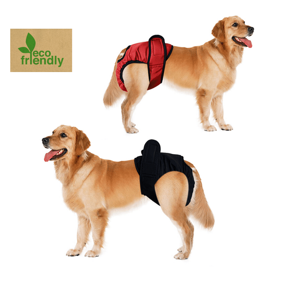 Two Golden Retriever Dogs wearing reusable diapers